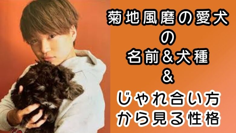 菊池風磨の愛犬の名前 犬種 じゃれ合い方から見る性格 動物スクープ 玉子の気まぐれ日記