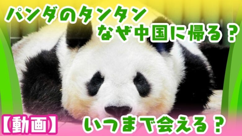 panda-tantan-ojizoo-kobe